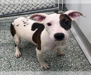 Treeing Walker Coonhound-Unknown Mix Dogs for adoption in Salisbury, NC, USA