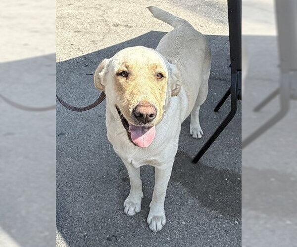 Medium Photo #1 Labrador Retriever Puppy For Sale in San Bernardino, CA, USA