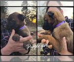 Puppy Purple Girl Belgian Malinois