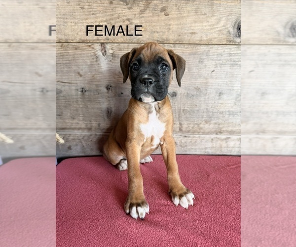Medium Photo #12 Boxer Puppy For Sale in VERMONTVILLE, MI, USA