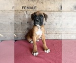 Litter of 9 - Male(s) and Female(s) BoxerLitter of Puppies for Sale - Photo #12