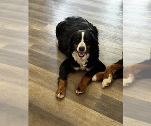 Mother of the Bernese Mountain Dog puppies born on 05/15/2025