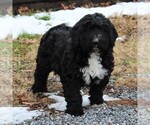 Small Photo #5 Miniature Bernedoodle Puppy For Sale in EPHRATA, PA, USA