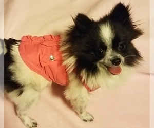 Pomeranian Puppy for sale in OTTAWA, OH, USA