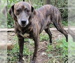 Small Mountain Cur Mix