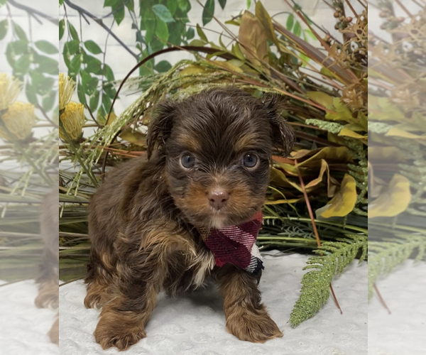 Medium Photo #17 Shorkie Tzu Puppy For Sale in SELLERSBURG, IN, USA