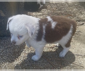 Miniature Australian Shepherd Puppy for sale in CHILOQUIN, OR, USA