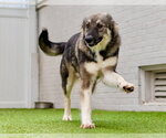 Small Photo #4 Mutt Puppy For Sale in Canton, CT, USA