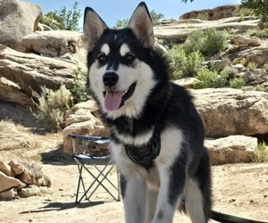 Mother of the Alaskan Shepherd puppies born on 11/09/2025