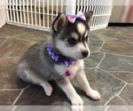 Small Photo #20 Alaskan Klee Kai Puppy For Sale in WINCHESTER, OH, USA