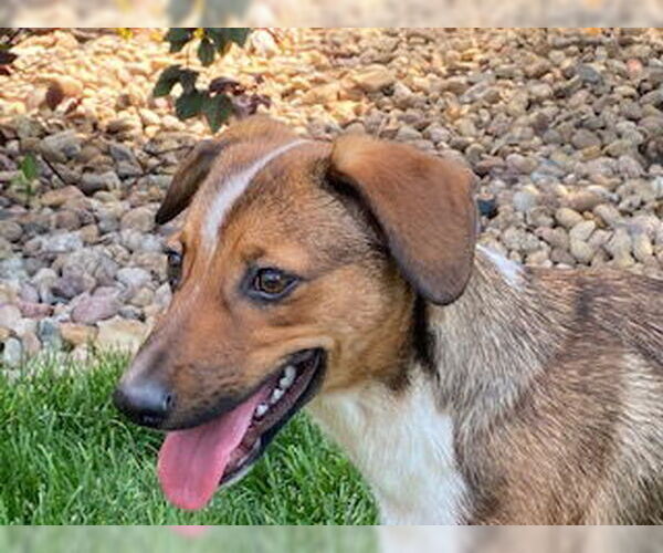 Medium Photo #8 Dachshund-Unknown Mix Puppy For Sale in Denver , CO, USA