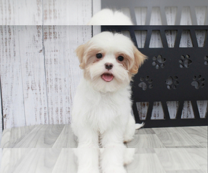 Mal-Shi Puppy for sale in MARIETTA, GA, USA