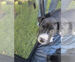 Small #3 Labrador Retriever Mix