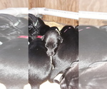 Small Photo #2 Labrador Retriever Puppy For Sale in HUDSON, WI, USA