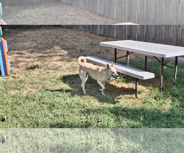 Medium Photo #12 Saluki-Whippet Mix Puppy For Sale in Sebec, ME, USA