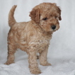 Small Goldendoodle-Poodle (Miniature) Mix