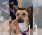 Small #2 Chihuahua Mix