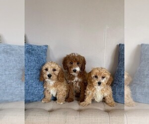 Goldendoodle (Miniature) Puppy for sale in PISCATAWAY, NJ, USA