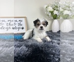 Small #4 Chorkie
