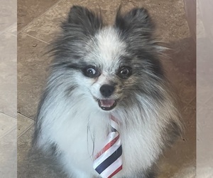 Father of the Pomeranian puppies born on 01/27/2026