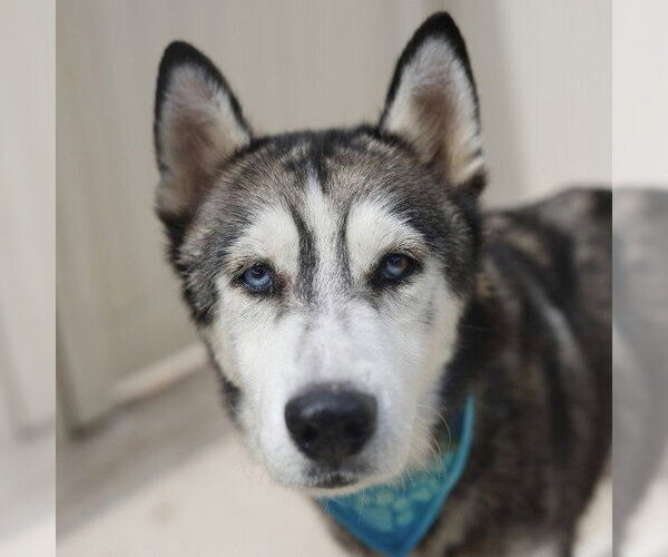 Medium Photo #1 Siberian Husky-Unknown Mix Puppy For Sale in San Antonio, TX, USA