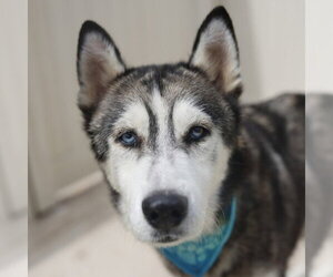 Siberian Husky-Unknown Mix Dogs for adoption in San Antonio, TX, USA