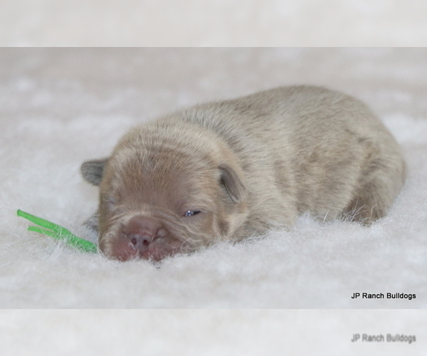 Medium Photo #4 French Bulldog Puppy For Sale in WINNSBORO, TX, USA