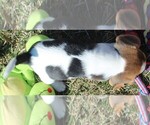 Small Photo #6 Beagle Puppy For Sale in MORRILL, KS, USA