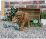 Small #2 Goldendoodle mix (+ Poodle Standard)