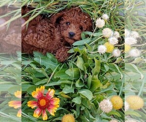 Poodle (Toy) Puppy for sale in ALMO, ID, USA