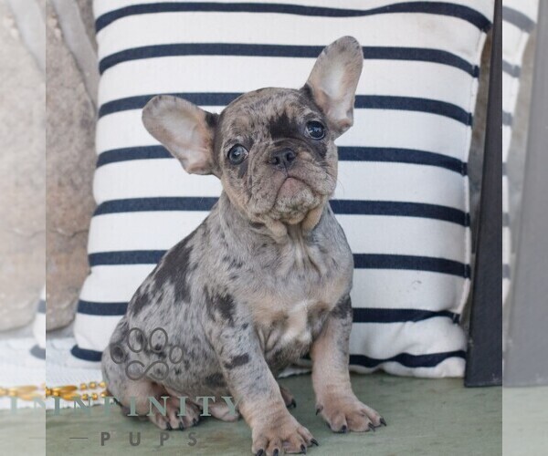 Medium Photo #1 French Bulldog Puppy For Sale in NARVON, PA, USA