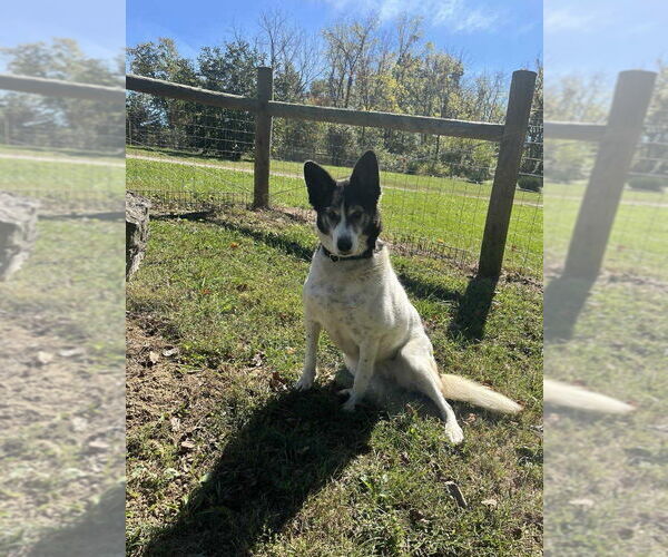 Medium Photo #6 Border-Aussie Puppy For Sale in Osgood, IN, USA