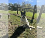 Small #5 Border-Aussie