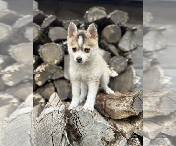 Medium Photo #2 Pomsky Puppy For Sale in STAPLES, MN, USA