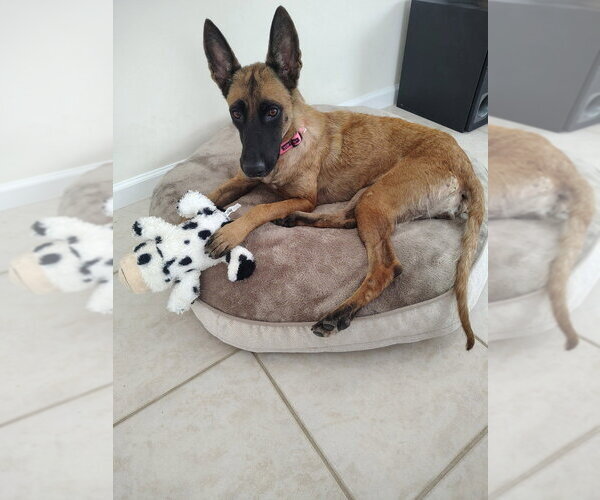 Medium Photo #3 Mutt Puppy For Sale in Imlay City, MI, USA