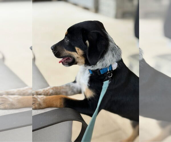 Medium Photo #3 Mutt Puppy For Sale in Lillian, TX, USA