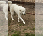 Small Photo #2 Great Pyrenees Puppy For Sale in LOCKHART, TX, USA