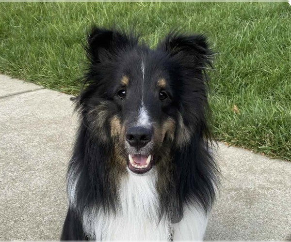 Medium Photo #1 Mutt Puppy For Sale in San Ramon, CA, USA