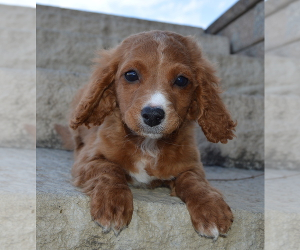 Medium Photo #5 Cavapoo Puppy For Sale in CELINA, OH, USA
