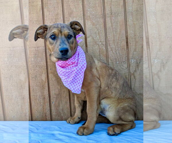 Medium Photo #3 Labbe Puppy For Sale in Mt. Laurel, NJ, USA