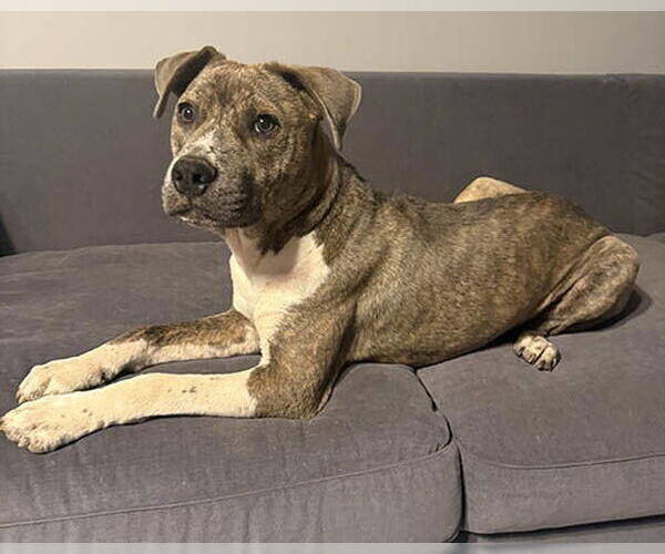 Medium Photo #2 Retriever -Unknown Mix Puppy For Sale in Lake Wylie, SC, USA