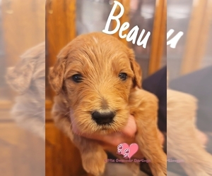 Goldendoodle Puppy for sale in SWAINSBORO, GA, USA