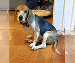 Small #6 Beagle