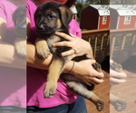 Small Photo #19 German Shepherd Dog Puppy For Sale in LAWRENCEBURG, TN, USA