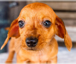 Puppy Cooper Dachshund