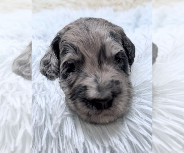 Medium Photo #52 Goldendoodle Puppy For Sale in PIERSON, FL, USA