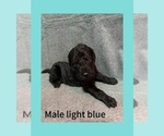 Puppy Light blue Labradoodle