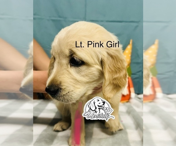 Medium Photo #2 Golden Retriever Puppy For Sale in BOILING SPGS, SC, USA
