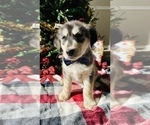Small Photo #6 Labrador Retriever Puppy For Sale in BAKERSFIELD, CA, USA