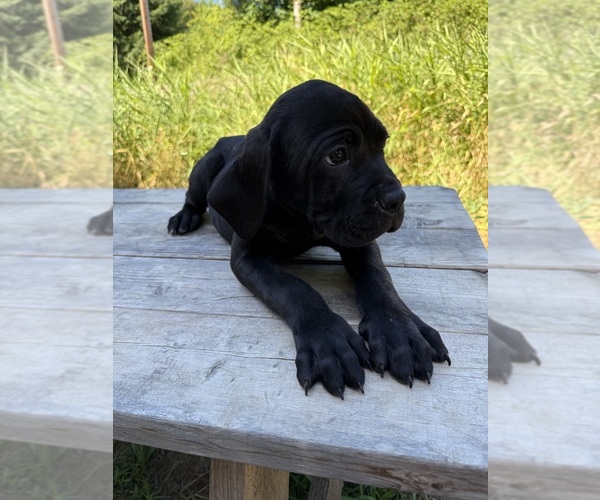 Medium Photo #4 Cane Corso Puppy For Sale in HILLSBORO, OR, USA